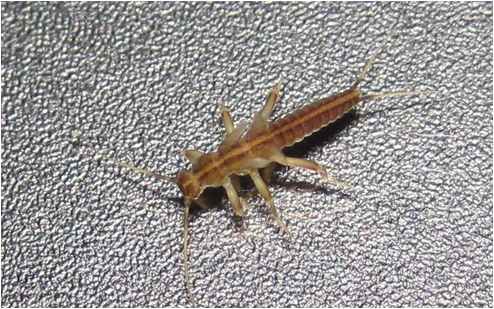 taeniopteryx